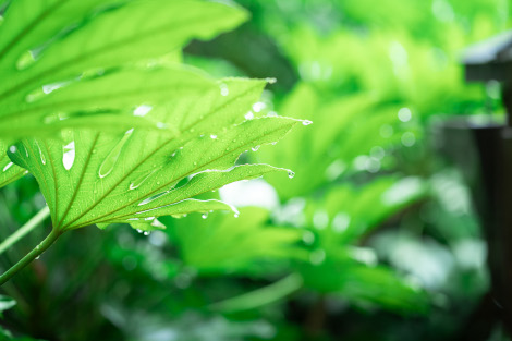 <アットホームウェディング＞美しい雨上がりのウェディング